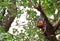 Black flying foxes hanging,on tree Thailand