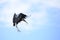 Black flying stork holding food with its beak under the sunlight and a blue sky