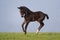 Black foal