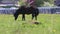 Black foal eats fresh grass in field near village at sunny day