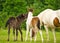 A black foal and a skewbald foal are playing together and are grooming together, social interaction between cute young horses