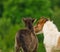 A black foal and a skewbald foal are playing together and are grooming together, social interaction between cute young horses