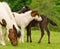 A black foal and a skewbald foal are playing together and are grooming together, social interaction between cute young horses