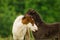 A black foal and a skewbald foal are playing together and are grooming together, social interaction between cute young horses