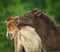 A black foal and a skewbald foal are playing together and are grooming together, social interaction between cute young horses