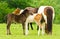 A black foal and a skewbald foal are playing together and are grooming together, social interaction between cute young horses