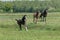 A black foal is trotting in the pasture. Horses gallop in background