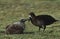 Black-Footed Albatross (Phoebastria nigripes) feeding nestling