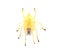 black footed or the American yellow Agrarian sac spider - Cheiracanthium inclusum - an aggressive but harmless house or home