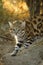 Black Footed Cat Felis nigripes