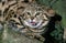 Black Footed Cat, felis nigripes, Adult snarling, Defensive Posture