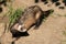 Black-footed Ferret - Mustela nigripes