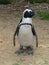 Black footed penguin looking out at the world