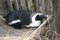 Black footed penguin resting