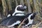 Black footed penguin resting