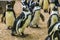 Black footed penguin walking with its family, flightless birds from Africa, Endangered animal specie