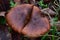 Black footed Polypore