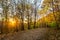 Black Forest autumnal path through a forest at sunset