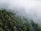 The Black Forest with fog clouds in Germany. trees from above. droneshot.