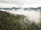 The Black Forest with fog clouds in Germany. trees from above. droneshot.