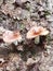 Black Forest fungi
