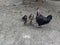 Black fowl or broody chicken and baby chicks.