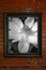 Black frame of white lotus flower on red brick wall