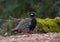 Black francolin or Black partridge.