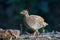 Black francolin-Female formerly known as Black Partridge .