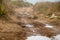 Black francolin or Francolinus francolinus or black Partridge in middle of forest track during safari at grassland area of dhikala