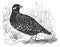 Black Francolin or  Francolinus francolinus, gamebird, vintage engraving