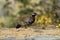 Black francolin, Francolinus francolinus,  Sattal, Uttarakhand, India