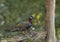 Black francolin, male,  Francolinus francolinus, Sattal, India