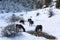 Black free horses at Ziria mountain. Fir trees covered with snow on a winter day, South Peloponnese, Greece
