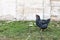 Black free range hen walking in green grass in yard, blurred old wall background. Organic poultry farm concept. Animal