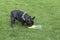 Black French Bulldog