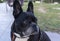 Black French Bulldog with big ears
