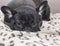 Black french bulldog dog sitting on the sofa look