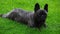 Black French Bulldog Garden green grass