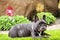 Black french bulldog portrait garden