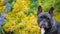 Black french bulldog portrait garden hd footage