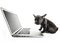 Black French bulldog puppy over a white background with laptop