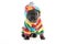 Black French bulldog puppy over a white background with multicolor clothes