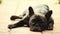 Black French bulldog summer garden