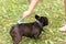 a black French bulldog on a walk in the park. Pet care The owner cleans the dog& x27;s fur with a brush in the park