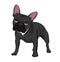 Black french bulldog with white collar standing