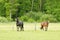 Black friese x warmblood mare and welsh cob