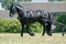 Black friesian horse carriage driving