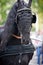 Black friesian horse carriage driving harness outdoor