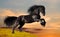 Black Friesian horse gallops on the hill